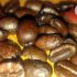 What are light, light city, full city, French & Italian coffee roasts